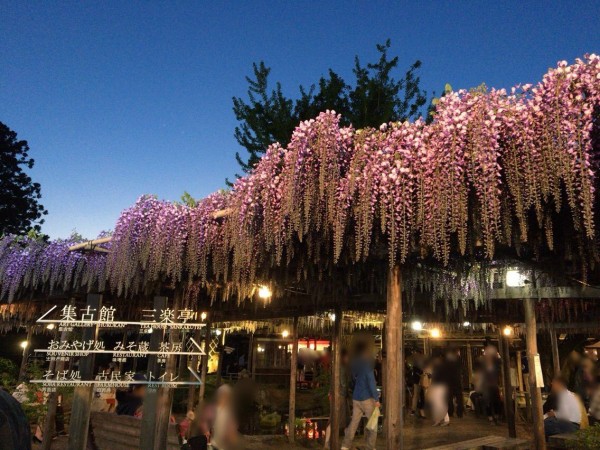 今年も待ってましたのこの季節 江南区沢海にある 北方文化博物館 の藤の花が間もなく開花 藤の花ライトアップ 今年も開催 にいがた通信 新潟県新潟市の地域情報サイト