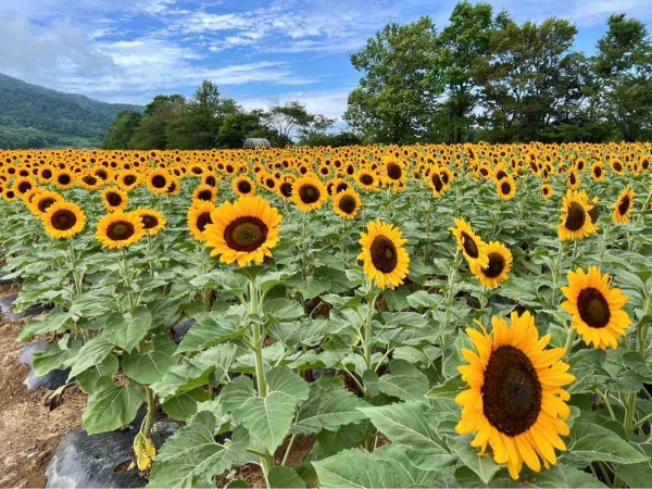 今が見頃！ひまわり畑の絶景スポット！西蒲区『上堰潟公園（うわせきが