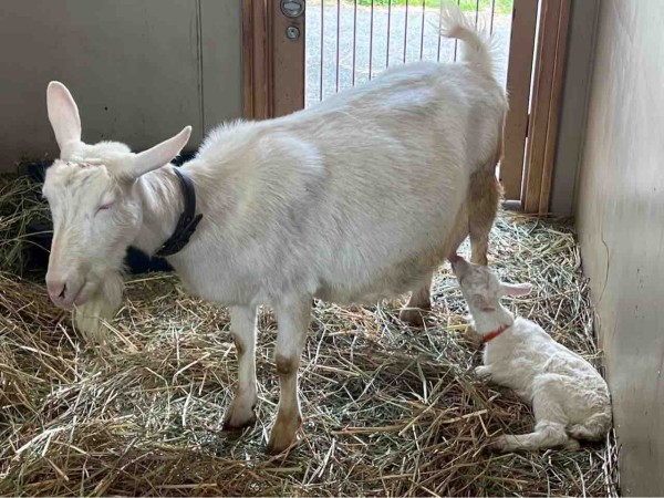 ヤギの赤ちゃん2匹誕生！お名前募集も！『いくとぴあ食花』内にある