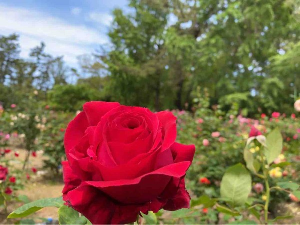 ちょうど見頃 西区寺尾にある 寺尾中央公園 の バラ園 で満開の 薔薇 見てきた にいがた通信 新潟県新潟市の地域情報サイト