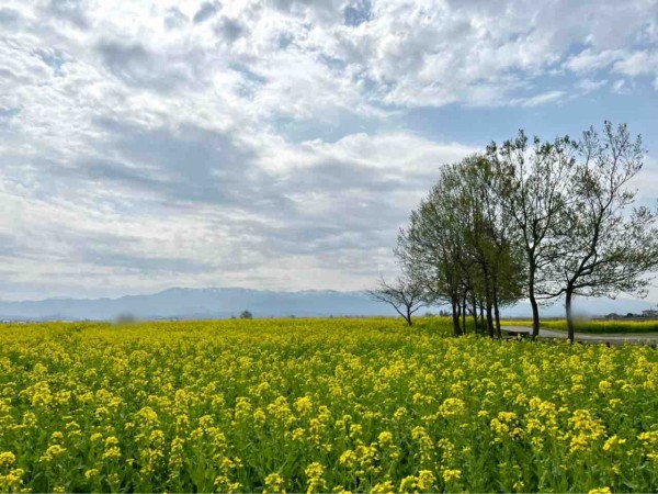 花見22春 北区 福島潟 の 桜 と 菜の花 見に行ってみた 4月13日撮影 にいがた通信 新潟県新潟市の地域情報サイト