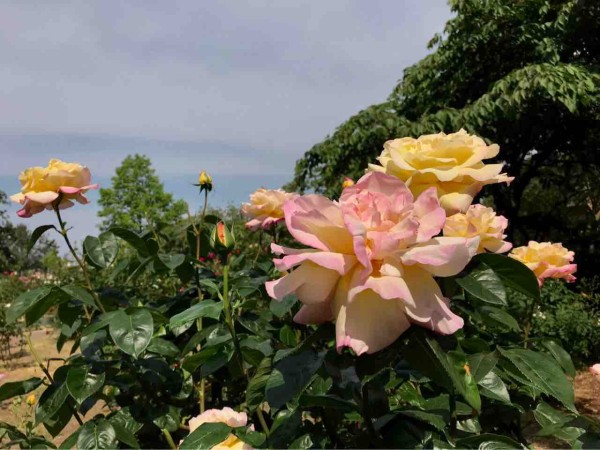 今が見頃 西区寺尾にある 寺尾中央公園 の バラ園 で 薔薇 を愛でる にいがた通信 新潟県新潟市の地域情報サイト