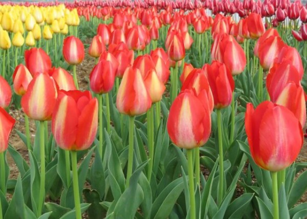 新潟の花 チューリップ で一足早い春を感じよう 秋葉区金津 新潟県立植物園 で チューリップ展 開催 3月3日 21日 にいがた通信 新潟県新潟市の地域情報サイト