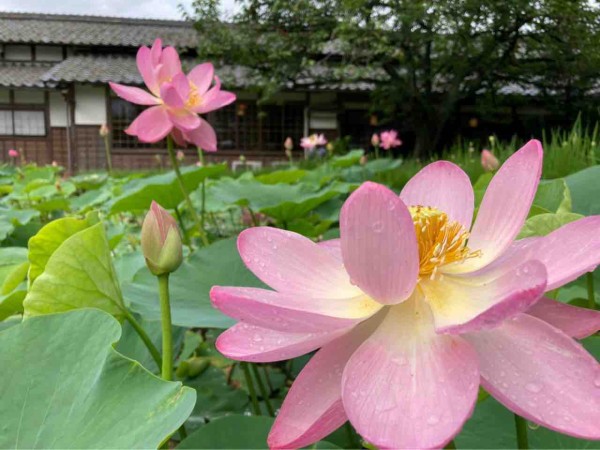 今が見頃 江南区沢海 北方文化博物館 に 古代ハス 大賀ハス 見に行ってみた 7月9日撮影 にいがた通信 新潟県新潟市の地域情報サイト