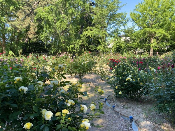 今が見頃 西区寺尾にある 寺尾中央公園 の バラ園 で満開の 薔薇 見てきた にいがた通信 新潟県新潟市の地域情報サイト