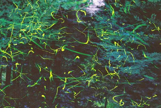 祭り16 西蒲区岩室温泉で 冬妻 ひよつま ほたる祭り が開催 6月17日 7月7日 にいがた通信 新潟県新潟市の地域情報サイト