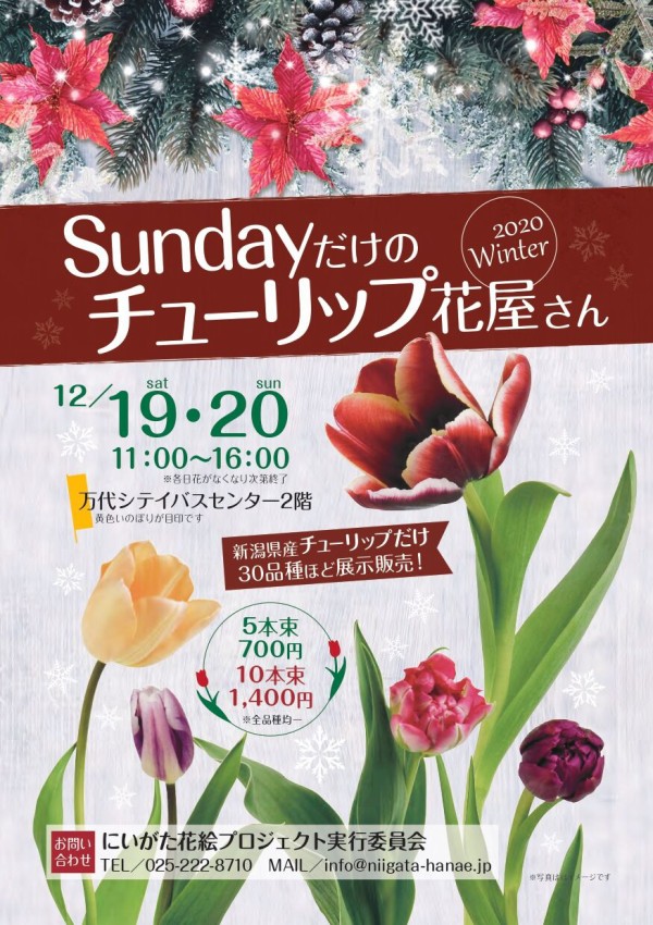 年末恒例イベント 約30品種の新潟県産チューリップが展示販売 万代シテイバスセンター で Sundayだけのチューリップ花屋さん 開催 12月19日 日 にいがた通信 新潟県新潟市の地域情報サイト