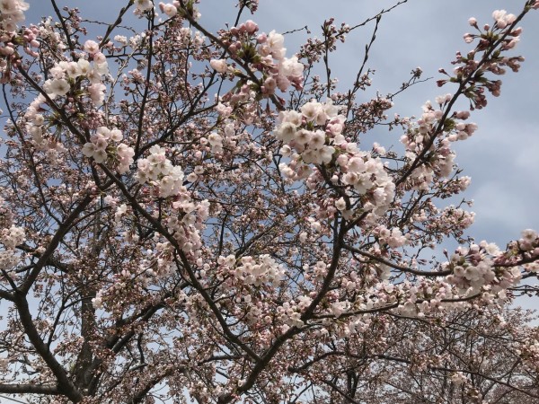 今年の桜はいつ咲きますか 新潟県の 桜開花予報2020 を日本気象協会が発表 にいがた通信 新潟県新潟市の地域情報サイト