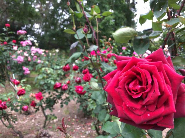 ちょうど見頃 西区寺尾にある 寺尾中央公園 の バラ園 で 薔薇 の花見てきた にいがた通信 新潟県新潟市の地域情報サイト