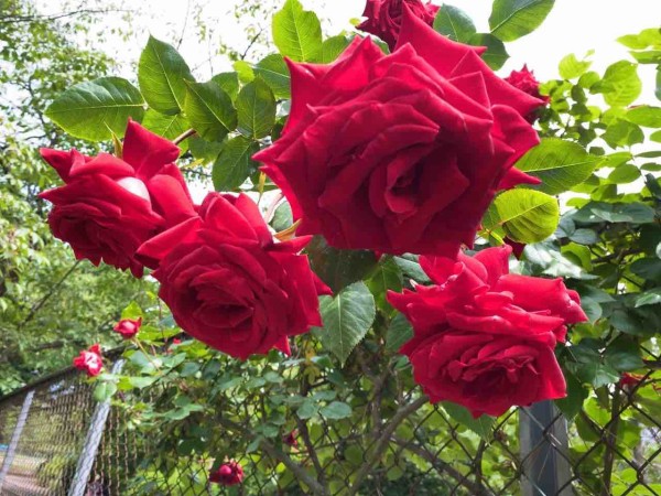 ちょうど見頃 西区寺尾にある 寺尾中央公園 の バラ園 で満開の 薔薇 見てきた にいがた通信 新潟県新潟市の地域情報サイト