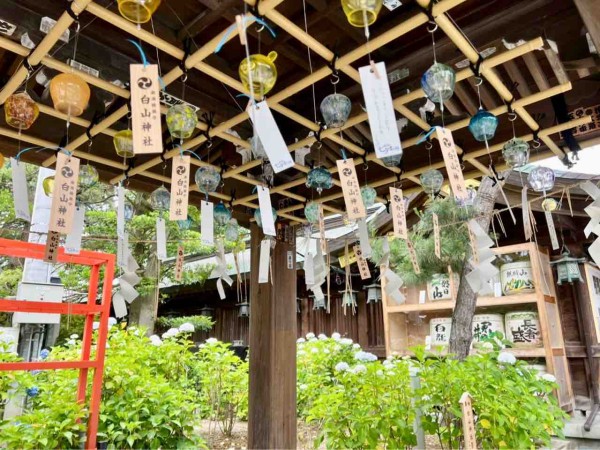 新潟初夏の風物詩 夜はライトアップで幻想的空間に 白山神社 で 七夕風鈴まつり 開催 6月30日 7月18日 白山さまの夏まつり は7月12日 18日 にいがた通信 新潟県新潟市の地域情報サイト