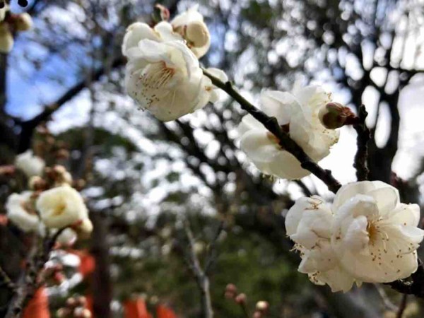 春はもうすぐそこ 今年は例年並み 白山神社 の 梅の花 が開花 見に行ってみた 1月31日撮影 にいがた通信 新潟県新潟市の 地域情報サイト