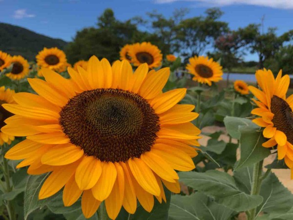 ひまわりが満開！西蒲区松野尾にある『上堰潟公園』の『ひまわり広場