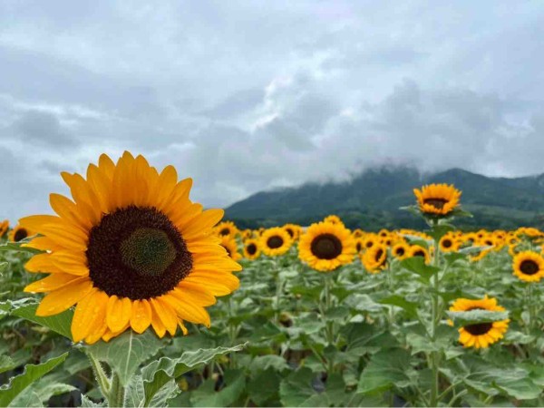 今が見頃！ひまわり畑の絶景スポット！西蒲区『上堰潟公園（うわせきが