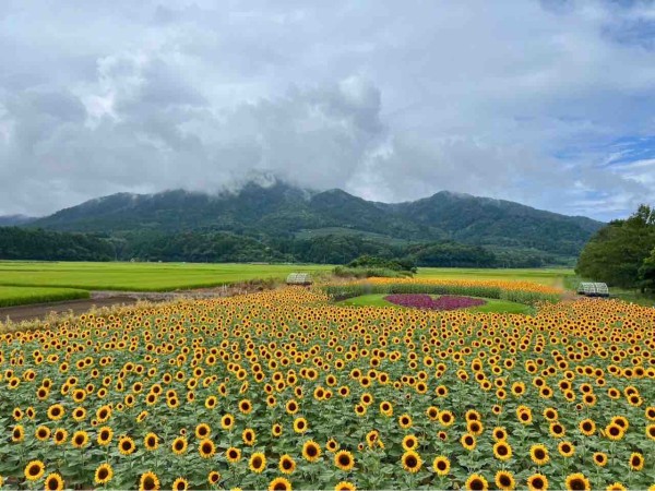 今が見頃！ひまわり畑の絶景スポット！西蒲区『上堰潟公園（うわせきが
