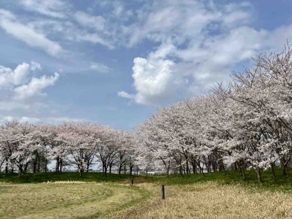 花見22春 北区 福島潟 の 桜 と 菜の花 見に行ってみた 4月13日撮影 にいがた通信 新潟県新潟市の地域情報サイト