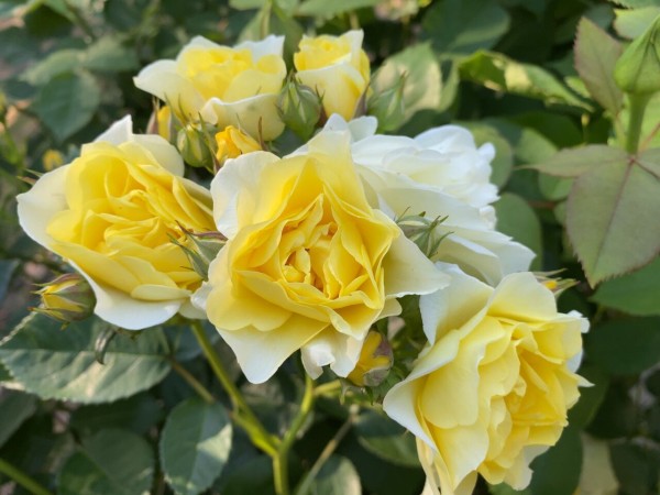 今が見頃 西区寺尾にある 寺尾中央公園 の バラ園 で満開の 薔薇 見てきた にいがた通信 新潟県新潟市の地域情報サイト