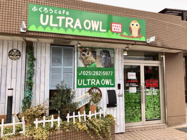 中央区新和にある癒やしスポット ふくろうcafe Ultra Owl うるとらあうる が閉店するらしい にいがた通信 新潟県新潟 市の地域情報サイト