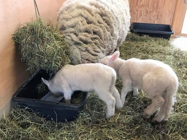 動物愛護週間 動物たちに会いに行こう 動物 に関するイベント多数 いくとぴあ食花 で 動物ふれあいフェスタ 開催 9月21日 23日 にいがた通信 新潟県新潟市の地域情報サイト