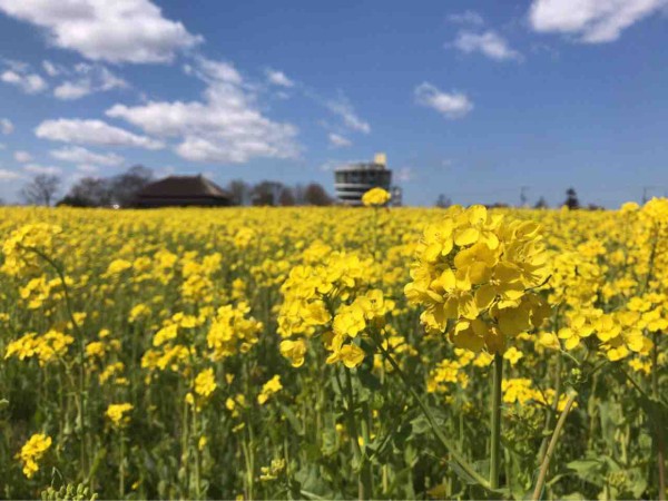 見頃間近 今年は菜の花の開花も早い 北区 福島潟 で 菜の花 見てきた 3月25日撮影 にいがた通信 新潟県新潟市の地域情報サイト