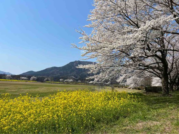 A*️様 ☘️ラスト2☘️開花株❤️沢山新芽元気株3254⭐️極上透明感優しいピ 🍯🧸🍯キューピーハニー🍯🧸🍯 (@sakura5144) / Posts / X