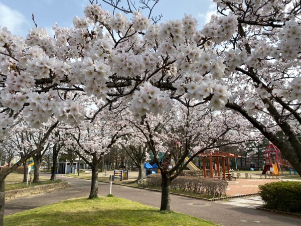 花見2021春】江南区『亀田公園』の桜。 ※3月31日撮影 : にいがた速報