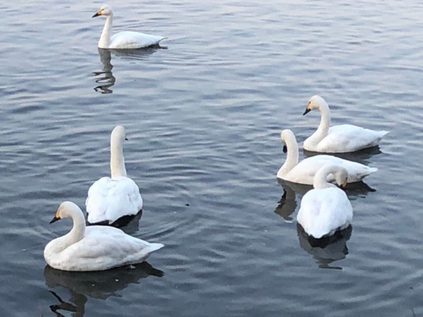 新潟市の鳥ハクチョウ！発見したらLINEで写真投稿！『SNS市民 