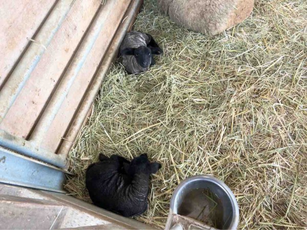 祝 ヒツジの赤ちゃん誕生 新潟市アグリパーク で ヒツジ の わたあめ が双子の赤ちゃんを出産 会いに行ってみた にいがた通信 新潟県新潟市 の地域情報サイト