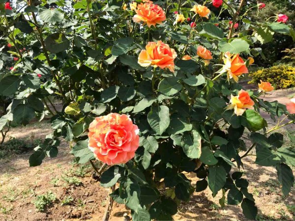 今が見頃 西区寺尾にある 寺尾中央公園 の バラ園 で 薔薇 を愛でる にいがた通信 新潟県新潟市の地域情報サイト