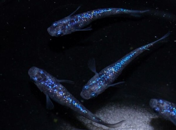 最新&人気のメダカが大集合！『新津フラワーランド』で『メダカ販売会