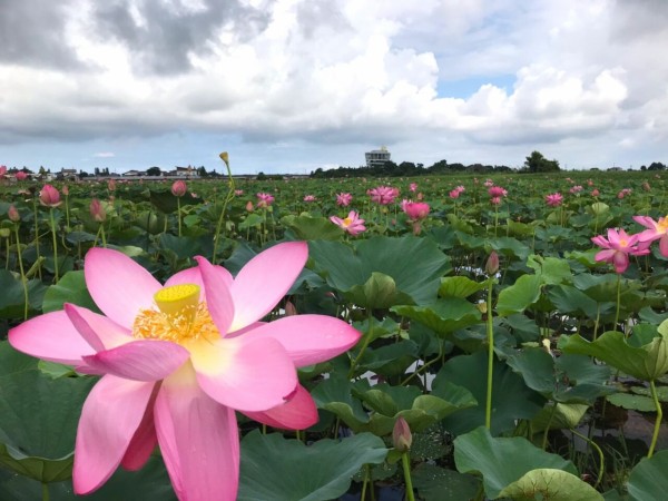 今が見頃 福島潟 の 遊潟広場 で ハス の花見てきた 希少植物 オニバス は未開花 これから見頃 8月1日撮影 にいがた通信 新潟県 新潟市の地域情報サイト