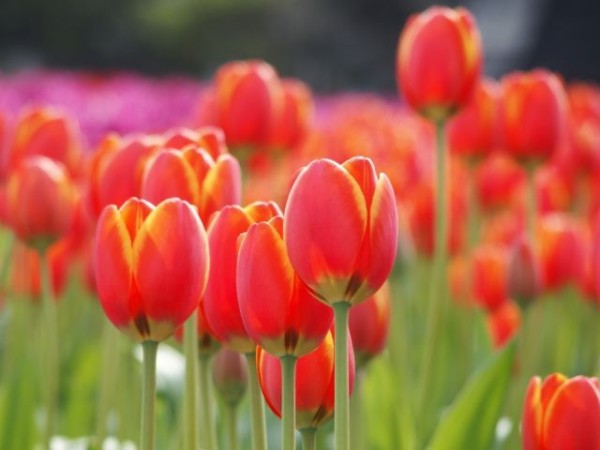 新潟の花『チューリップ』で春先取り！『新潟県立植物園』で 