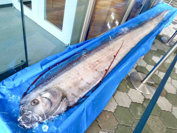 3日間限定展示 小針浜に深海魚 リュウグウノツカイ 漂着 生きていた状態に近い姿を観察できるのは今だけ マリンピア日本海 で特別展示中 見に行ってみた 2月14日 16日 にいがた通信 新潟県新潟市の地域情報サイト