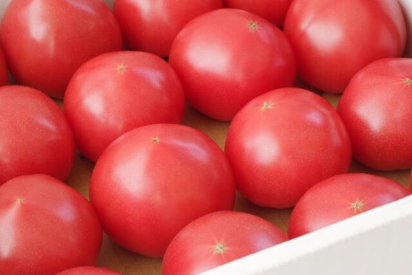 とまと とまと adidas_zx_tr_mid_1.jpg