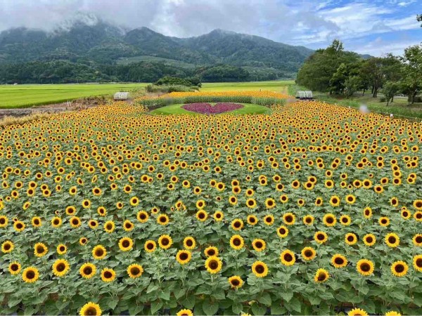 今が見頃！ひまわり畑の絶景スポット！西蒲区『上堰潟公園（うわせきが