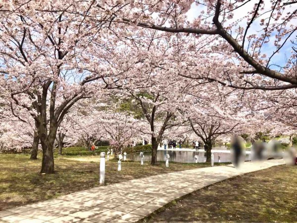 エア花見 春 白山神社 白山公園 の桜 にいがた通信 新潟県新潟市の地域情報サイト