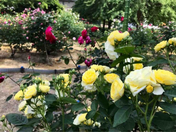 今が見頃 西区寺尾にある 寺尾中央公園 の バラ園 で 薔薇 を愛でる にいがた通信 新潟県新潟市の地域情報サイト