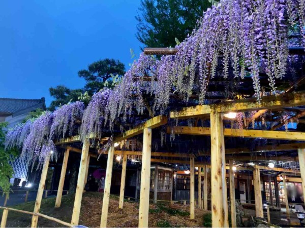 絶賛 藤の花 ライトアップ中 江南区沢海 北方文化博物館 で開催中の 令和3年度 大藤棚ライトアップ 見に行ってみた 4月29日 5月9日 4月29日撮影 にいがた通信 新潟県新潟市の地域情報サイト