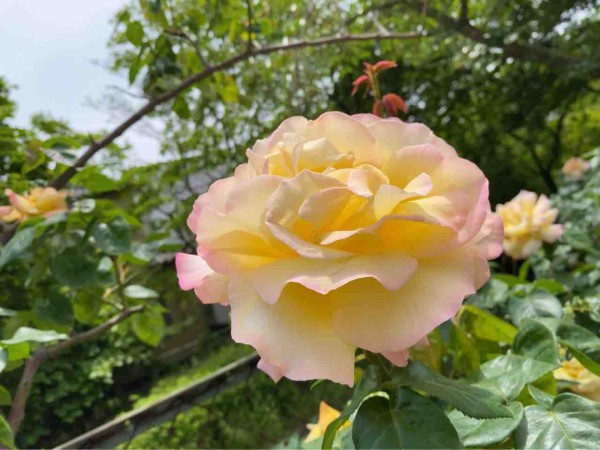 ちょうど見頃 西区寺尾にある 寺尾中央公園 の バラ園 で満開の 薔薇 見てきた にいがた通信 新潟県新潟市の地域情報サイト