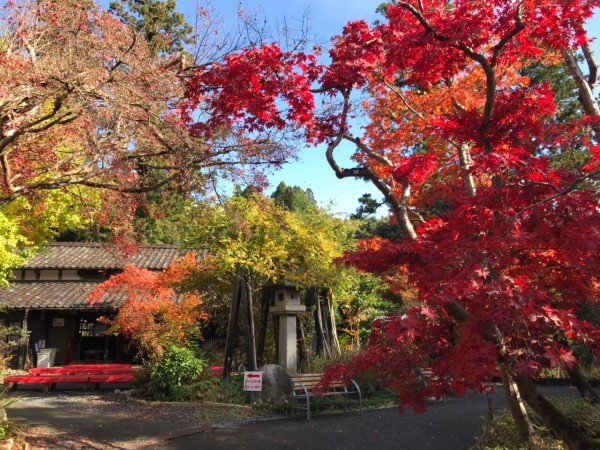 今が見頃 鮮やかな紅葉が庭園を彩る 秋葉区 中野邸記念館もみじ園 に紅葉見にいってみた 11月15日撮影 にいがた通信 新潟県新潟市の地域情報サイト