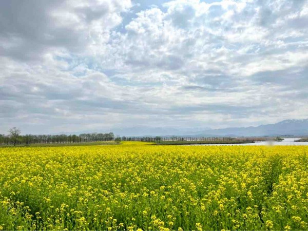 花見22春 北区 福島潟 の 桜 と 菜の花 見に行ってみた 4月13日撮影 にいがた通信 新潟県新潟市の地域情報サイト