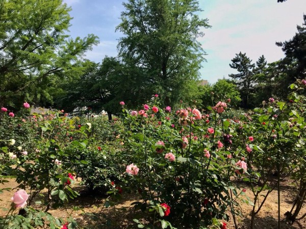 今が見頃 西区寺尾にある 寺尾中央公園 の バラ園 で 薔薇 を愛でる にいがた通信 新潟県新潟市の地域情報サイト