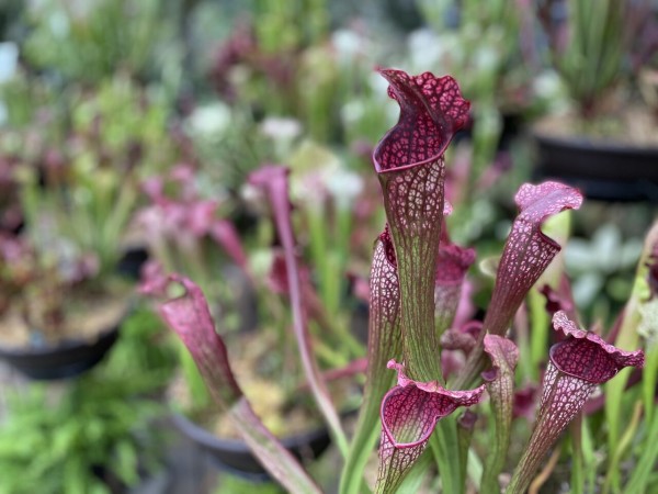 食虫植物の不思議に迫る 新潟県立植物園 で 企画展示 食虫植物展 開催 7月13日 9月19日 にいがた通信 新潟県新潟市の地域情報サイト
