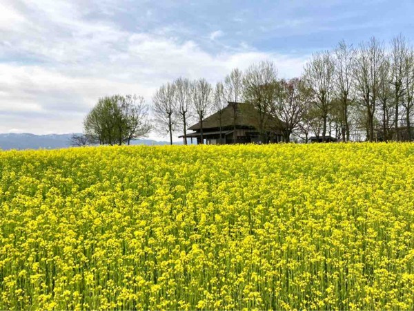 花見21春 北区 福島潟 の桜と菜の花 4月6日撮影 にいがた通信 新潟県新潟市の地域情報サイト