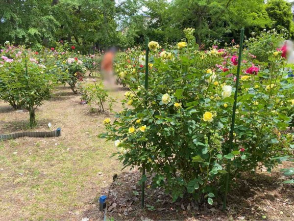 ちょうど見頃 西区寺尾にある 寺尾中央公園 の バラ園 で満開の 薔薇 見てきた にいがた通信 新潟県新潟市の地域情報サイト ちょうど見頃 西区寺尾にある 寺尾中央公園 の バラ園 で満開の 薔薇 見てきた にいがた通信 新潟県新潟市の地域情報サイト