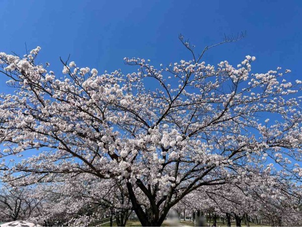 今年の桜はいつ咲きますか。『桜開花予報2026』を日本気象協会が発表