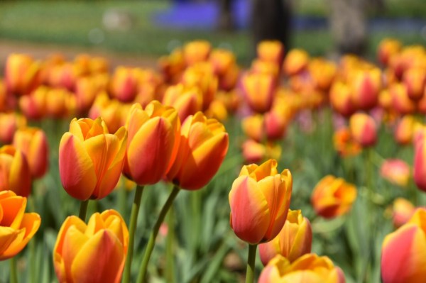 今年は3月開催 約30品種の新潟県産チューリップが展示販売 万代シテイバスセンター で Sundayだけのチューリップ花屋さん 3月13日 14日 日 21日開催 にいがた通信 新潟県新潟市の地域情報サイト