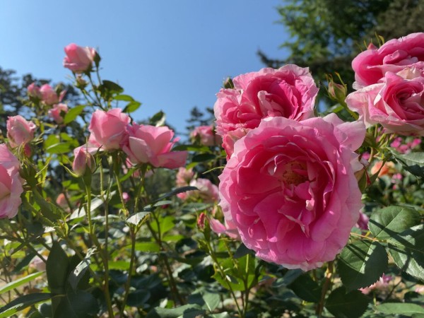 今が見頃 西区寺尾にある 寺尾中央公園 の バラ園 で満開の 薔薇 見てきた にいがた通信 新潟県新潟市の地域情報サイト