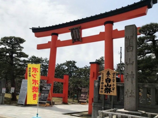 週末には桜が見頃 白山神社 白山公園 でお花見しよう 新潟市春の風物詩 白山さまの春まつり 今年も開催 4月12日 18日 にいがた通信 新潟県新潟市の地域情報サイト