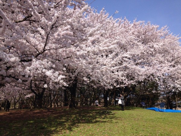 春です 桜です 桜と言えば お花見 新潟市社会人サークル Info Boat インフォボート で楽しい仲間と 新しい仲間とお花見しよ にいがた通信 新潟県新潟市の地域情報サイト